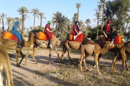 1-Hour Camel Ride in La Palmeraie Marrakech with Hotel Pick up