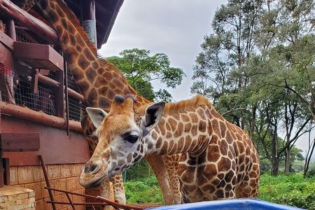 Tour to the Nairobi Giraffe Centre & Optional Elephant Orphanage