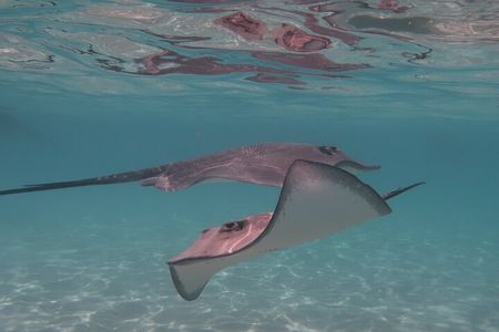 Private lagoon tour (rays, sharks, turtles) by boat in Moorea 