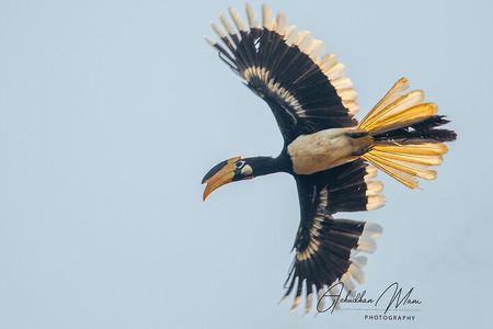 Private 3-Day Dandeli Birding Tour from Hubli