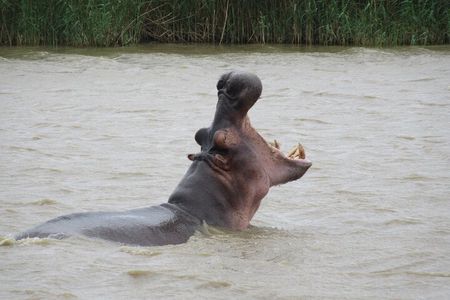 Hippo and Croc Boat Cruise in Saint Lucia with collection