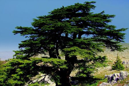 Private Tour: Cedars of Lebanon, Kozhaya and Besharreh Day Trip from Beirut