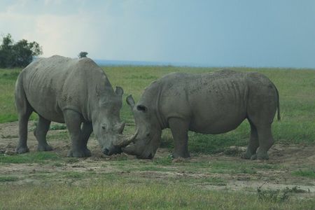 5 Days Rhino Safari, 1 Night Olpajeta, 1 Night Lake Nakuru, 2 Nights Maasai Mara