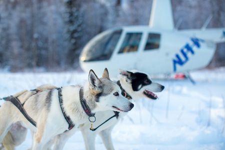 Helicopter Glacier Dogsled Tour
