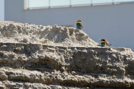 The Path of the Cliffs: Torre Olivieri and the Gruccione Bay
