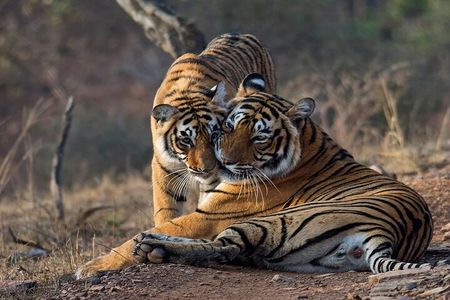 Ranthambore National Park one day safari From Jaipur