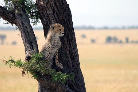 6-Day Tanzania Adventures Safaris - Group Joining Camping Safaris