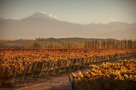 Mendoza Malbec Experience