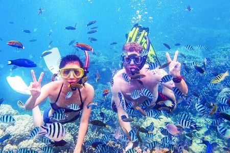 Snorkeling Excursion in Ras Mohammed and White Island 