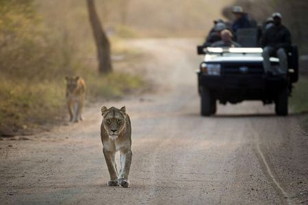 4 Day Greater Kruger Kapama Game Lodge Safari with Panorama Route Journey