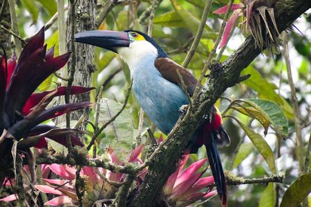 Cocora Valley: Birding & Hiking with Breakfast & Lunch
