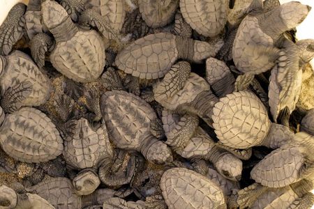 Sea Turtle Release – A Puerto Vallarta Conservation Adventure