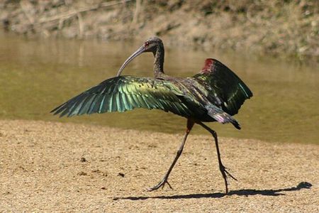 Local Treasures & Coastal Birds of Banderas Bay