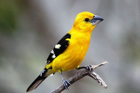 Sierra Vallejo Birdwatching & Chocolate Experience
