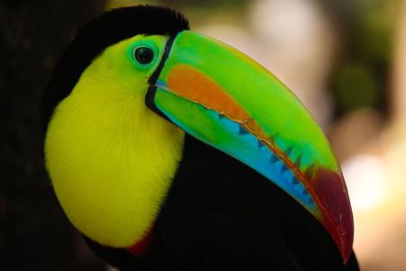 Combined Tour all day Bridges + Volcano + Lunch + Waterfall