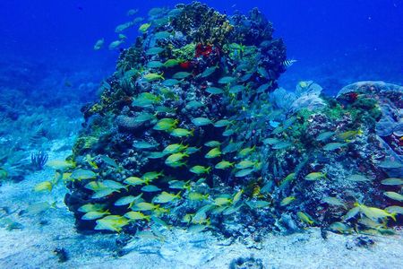 Scuba Diver Certification Course