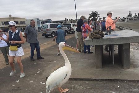 Pelican Point tours,Lagoon tours, Dune7 Adventure 