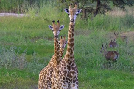 Day Tour Bandia Wildlife Reserve and pink lake 