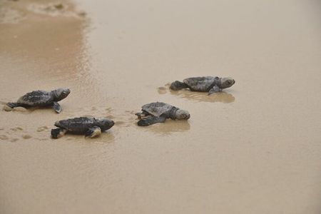 Boa Vista Island: Full-Day Wild Beaches & Viana Desert Experience