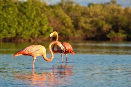 Kayak adventure through the mangroves 