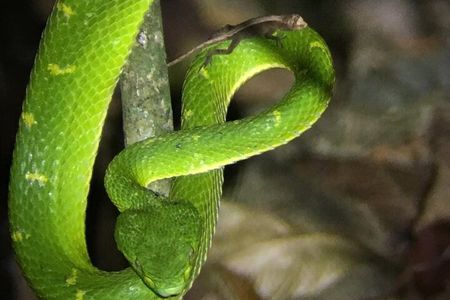 Monteverde Rain Forest Night Walk