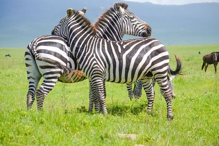 3 Days Serengeti & Ngorongoro Lodge Safari