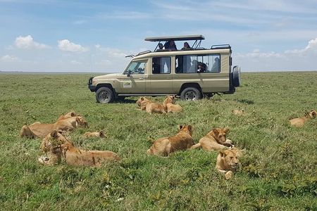 5-Day Northern Tanzania Safari Tour from Arusha