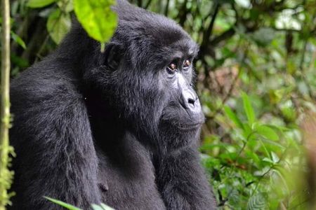 3 days Gorilla Tracking and canoe ride at Lake Bunyonyi 