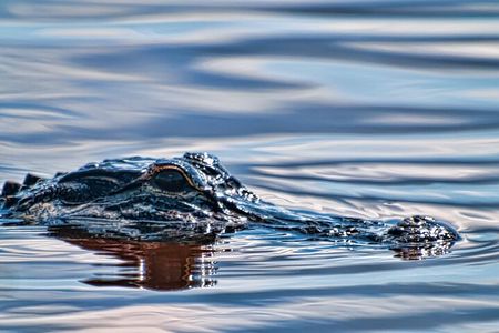 Everglades Admission Ticket with Airboat Ride and Wildlife Show