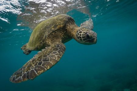 Snorkeling with Sea Turtles in Mirissa (Pickup and Drop included)