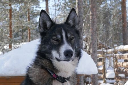 Privat sled trip with husky in the alta valley