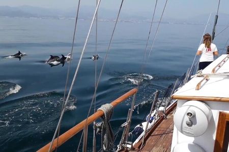 Dolphin Watching Adventure in Estepona Bay