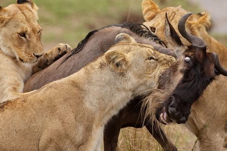 Great Wildebeest Migration Safari in Masai Mara