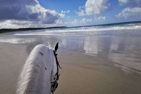 Horse Riding Experience through El Limon Beach