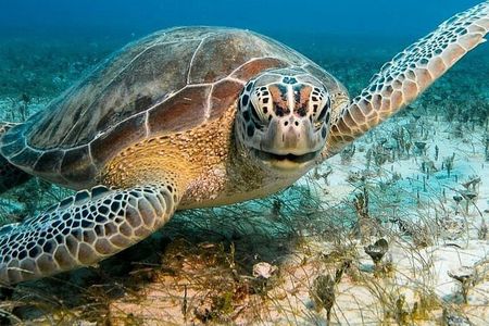 Aruba Seabob Scooter Reef Tour 