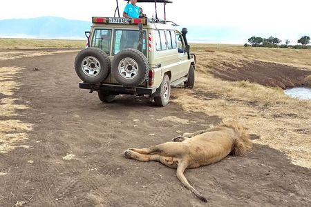 3 Days Exploring Serengeti & Ngorongoro Crater from Arusha