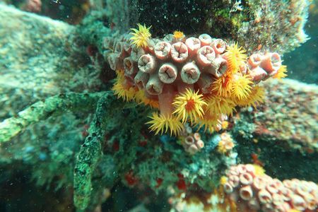 Atlantic Ocean Snorkeling