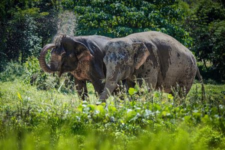 Full-Day Phuket Elephant Sanctuary Tour with Lunch and Dinner