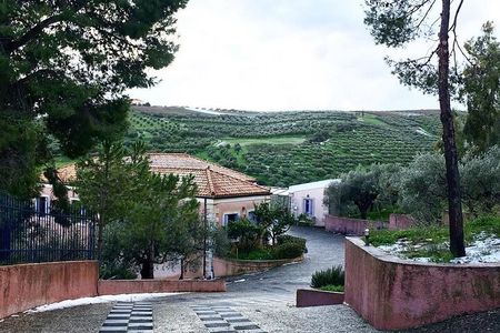 Semi- Private Olive Grove and Dragon Fruit Farm with Tastings