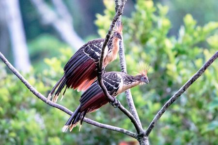10-Day The Search For El Dorado by Amazon Explorer Iquitos