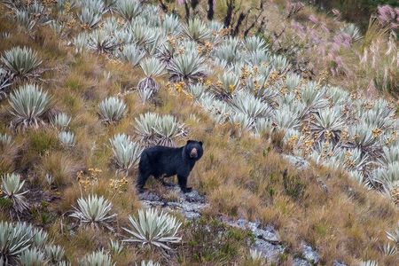 Chingaza Wildlife Páramo Adventure