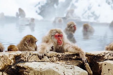 1-Day Snow Monkeys, Zenko-ji Temple & Sake in Nagano
