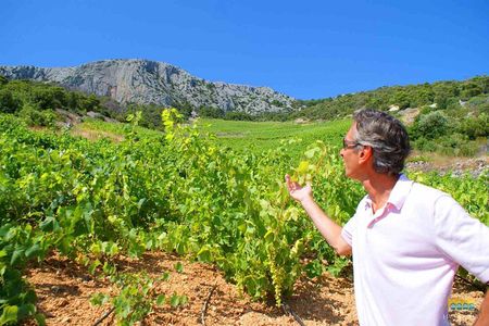 Twice the Wine - Two wineries half day tour, with delicacies