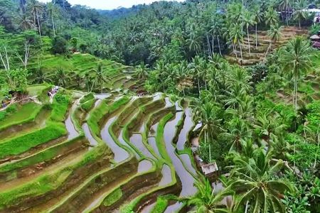 Tremendous Ubud Tour with Swing & Purification with Transfer