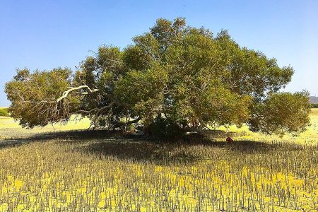 Private Trip to sharm el Lulli and wadi el Qulaan from Marsa Alam