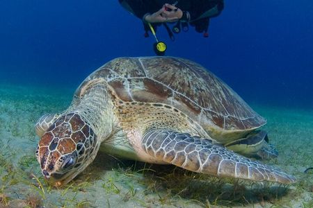 Scuba Diving Experience + Free Edited Video