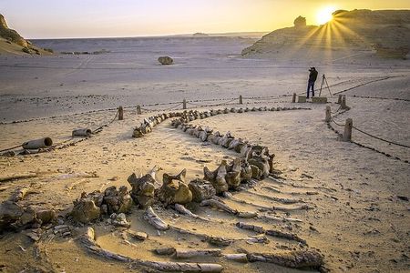 Wadi Al Hitan Day Trip From Cairo