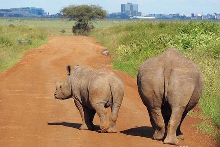 Half day wildlife tour to Nairobi National Park Game Drive with Pickup/Drop off