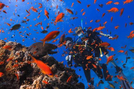 Safe Try dive-Personal instructor, 1:1 experience, Top boat