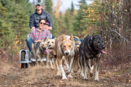Summer Dog Sledding Adventure in Willow, Alaska